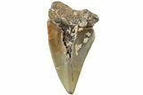 Fossil Broad-Toothed Mako Shark Tooth - North Carolina #235222-1
